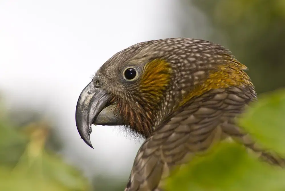 Beak shape and texture differ enough between birds to tell individuals apart