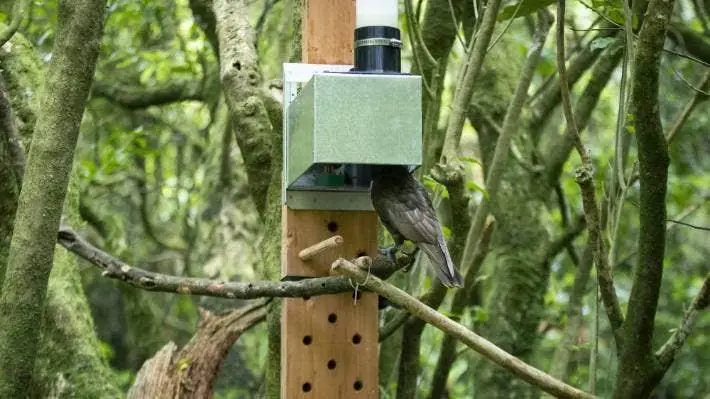 The smart feeder in Zealandia records video of every visit