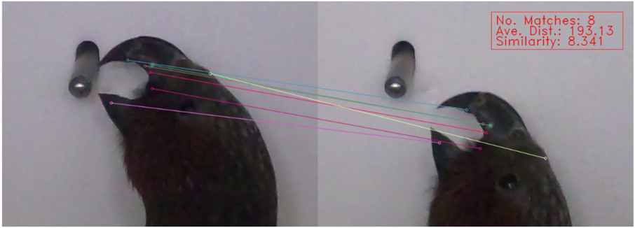 An algorithm matching images of kākā