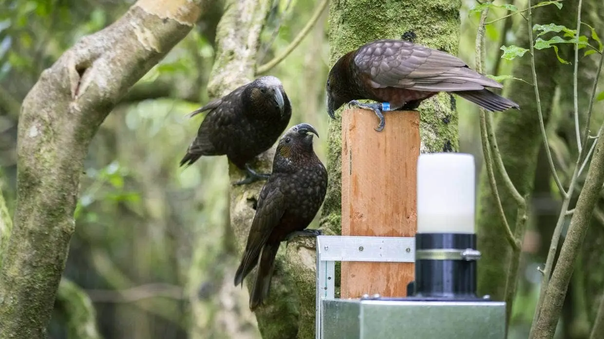 Recognising Taonga with AI