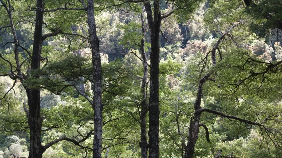 Machine Learning for Ecosystems and Climate