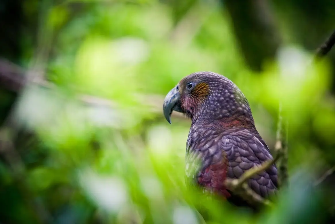 Recognising Taonga with AI